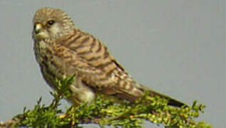 Lesser Kestrel