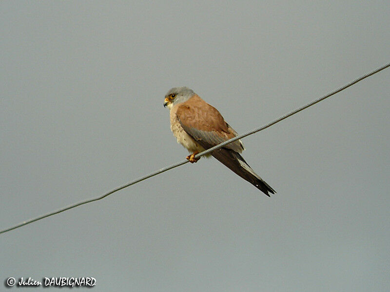 Lesser Kestrel