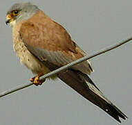 Lesser Kestrel