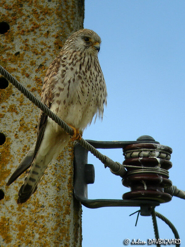 Lesser Kestrel female