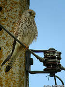 Lesser Kestrel