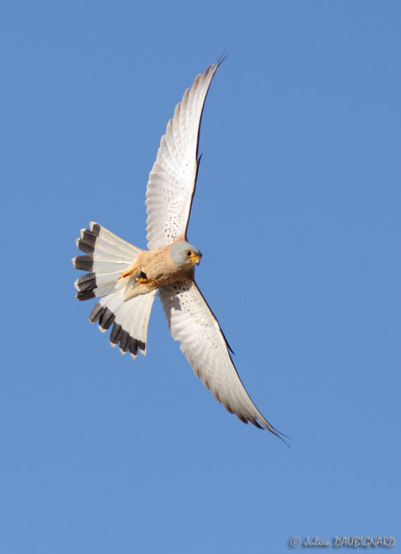 Lesser Kestrel male, Flight