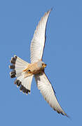 Lesser Kestrel