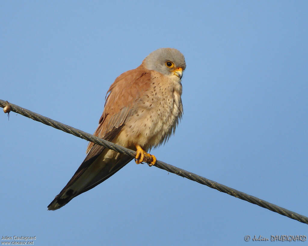 Lesser Kestrel male adult, close-up portrait