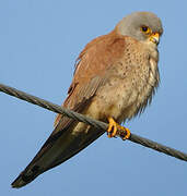 Lesser Kestrel