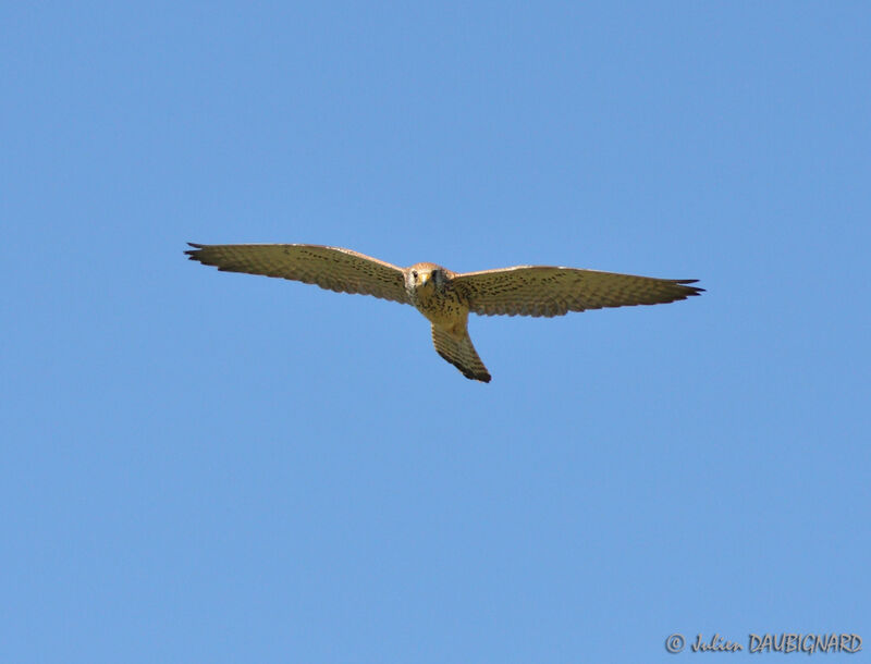 Lesser Kestrel female, Flight