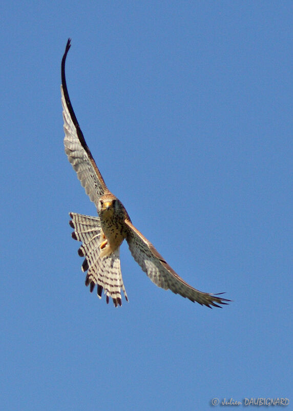 Lesser Kestrel female, Flight