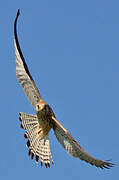 Lesser Kestrel