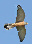 Lesser Kestrel