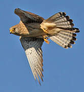 Lesser Kestrel