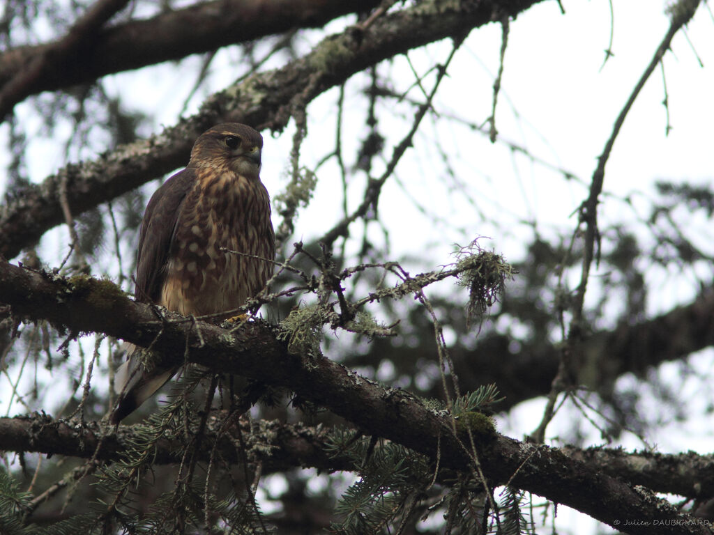 Merlin female, identification