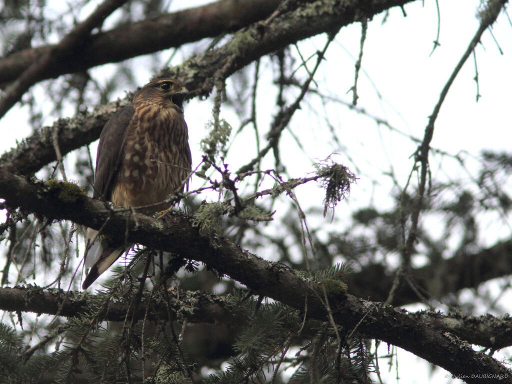 Merlin female, identification