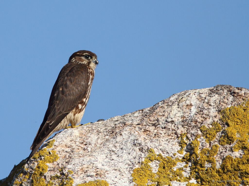 Faucon émerillonjuvénile, identification