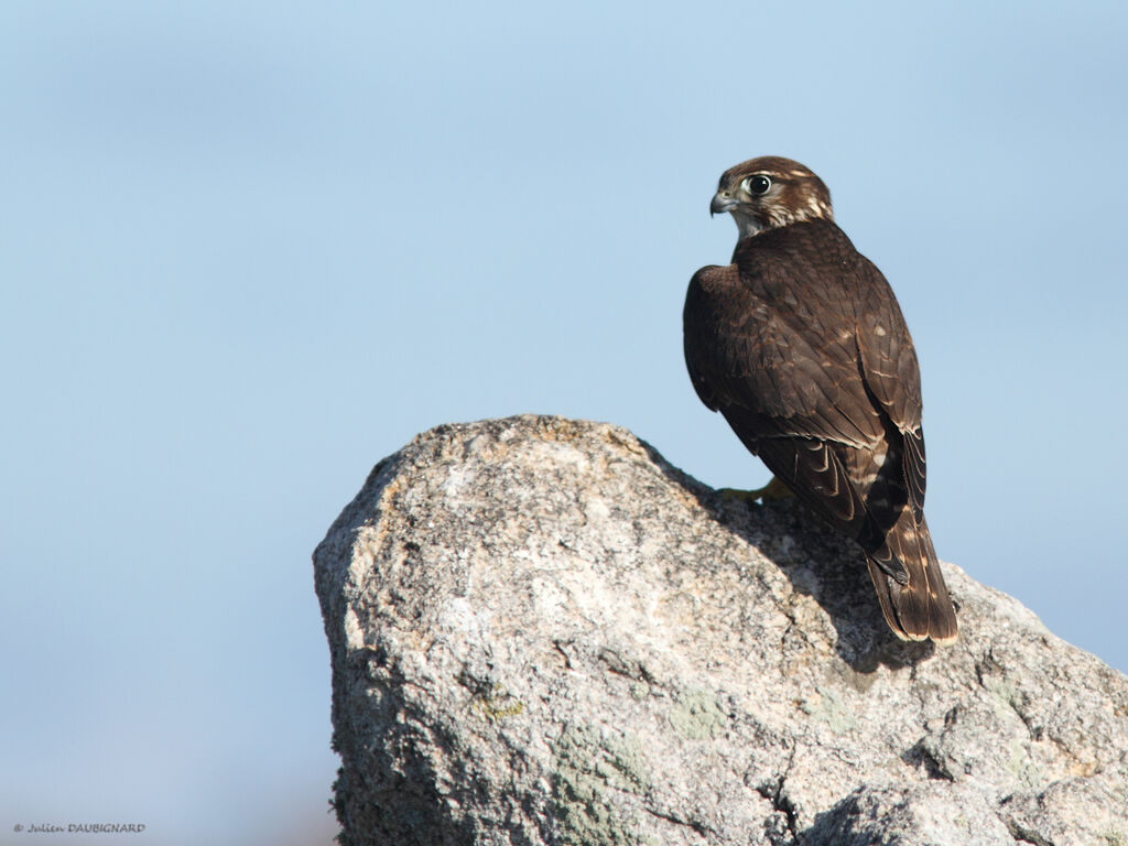 Merlinjuvenile, identification