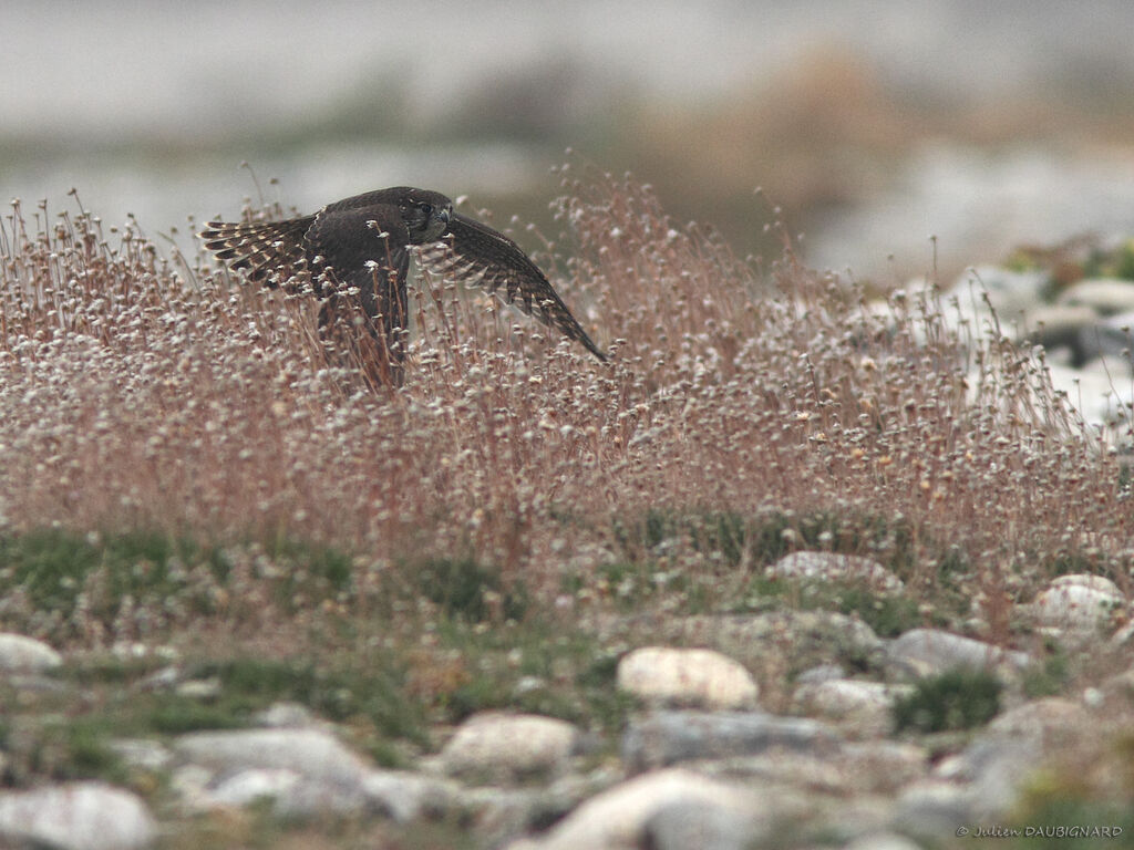 Merlinjuvenile, Flight