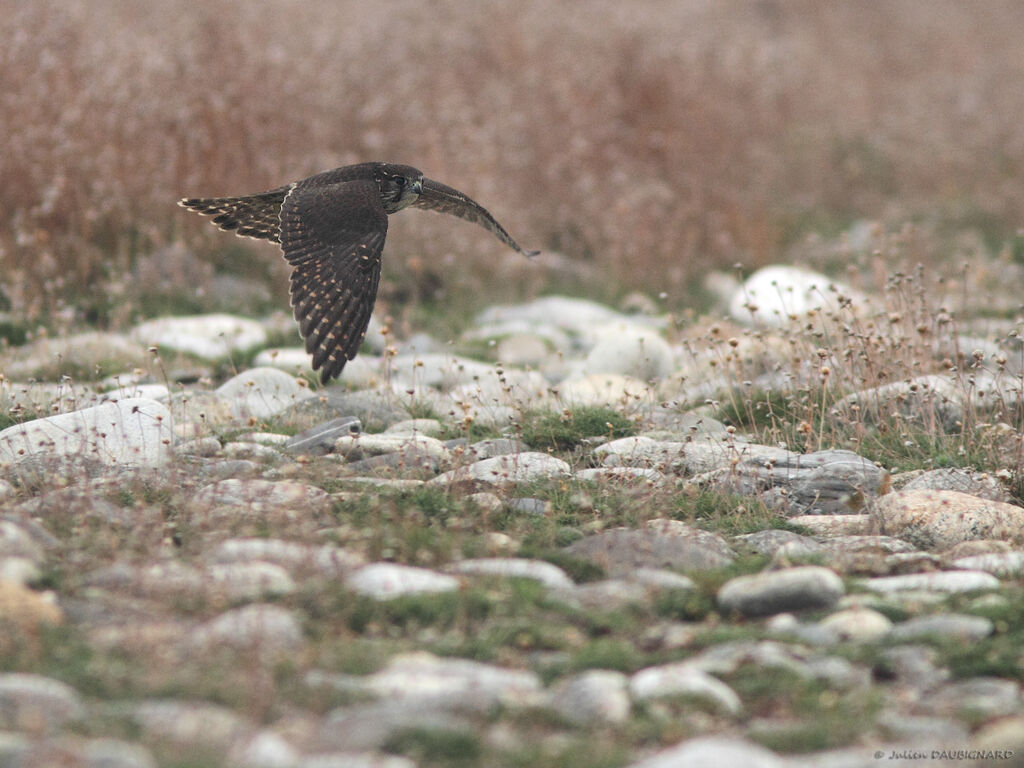 Merlinjuvenile, Flight