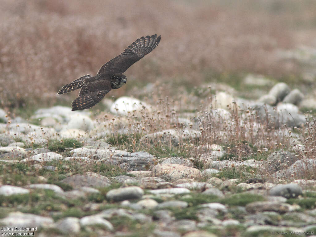 Faucon émerillon1ère année, habitat, Vol, pêche/chasse