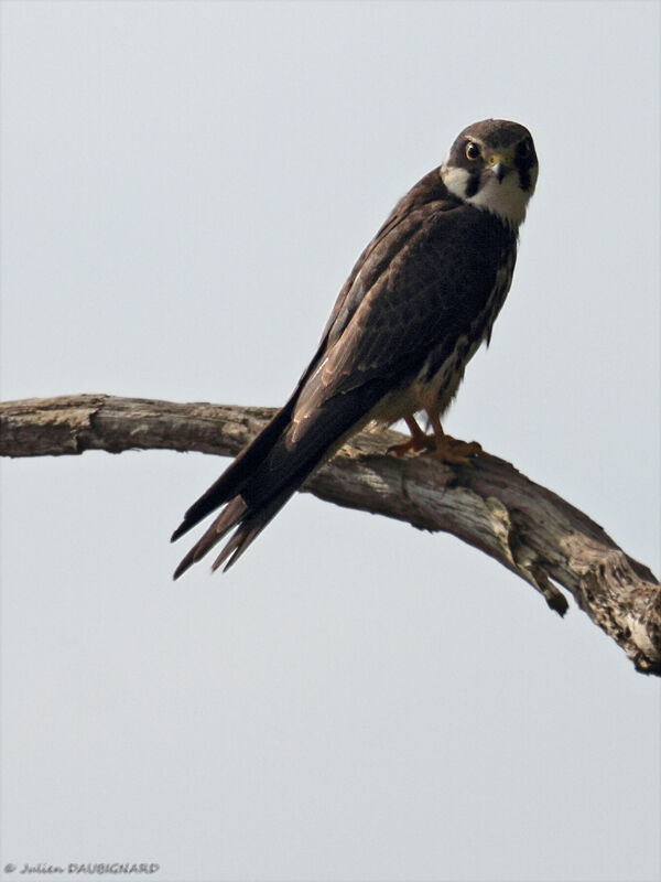 Eurasian Hobby, identification