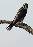 Eurasian Hobby