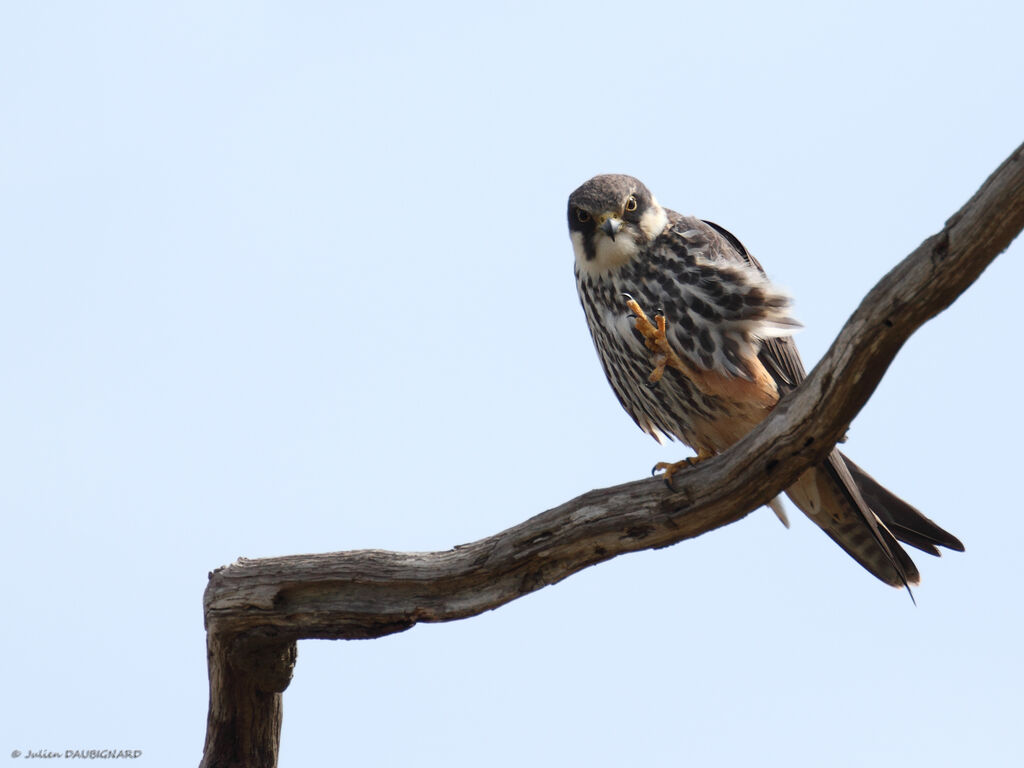 Eurasian Hobbyadult, identification