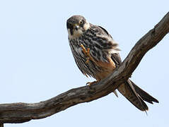 Eurasian Hobby