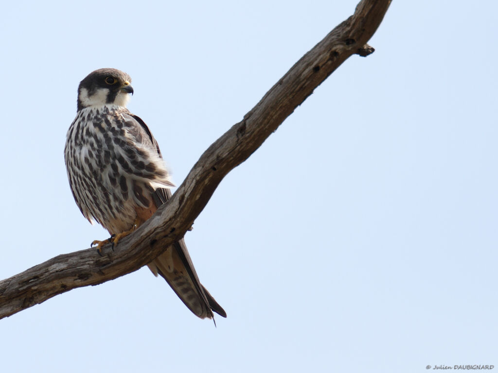 Eurasian Hobbyadult breeding, identification