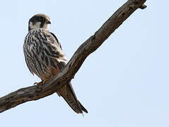 Eurasian Hobby