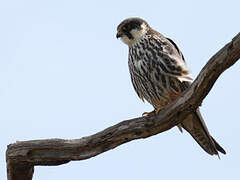 Eurasian Hobby