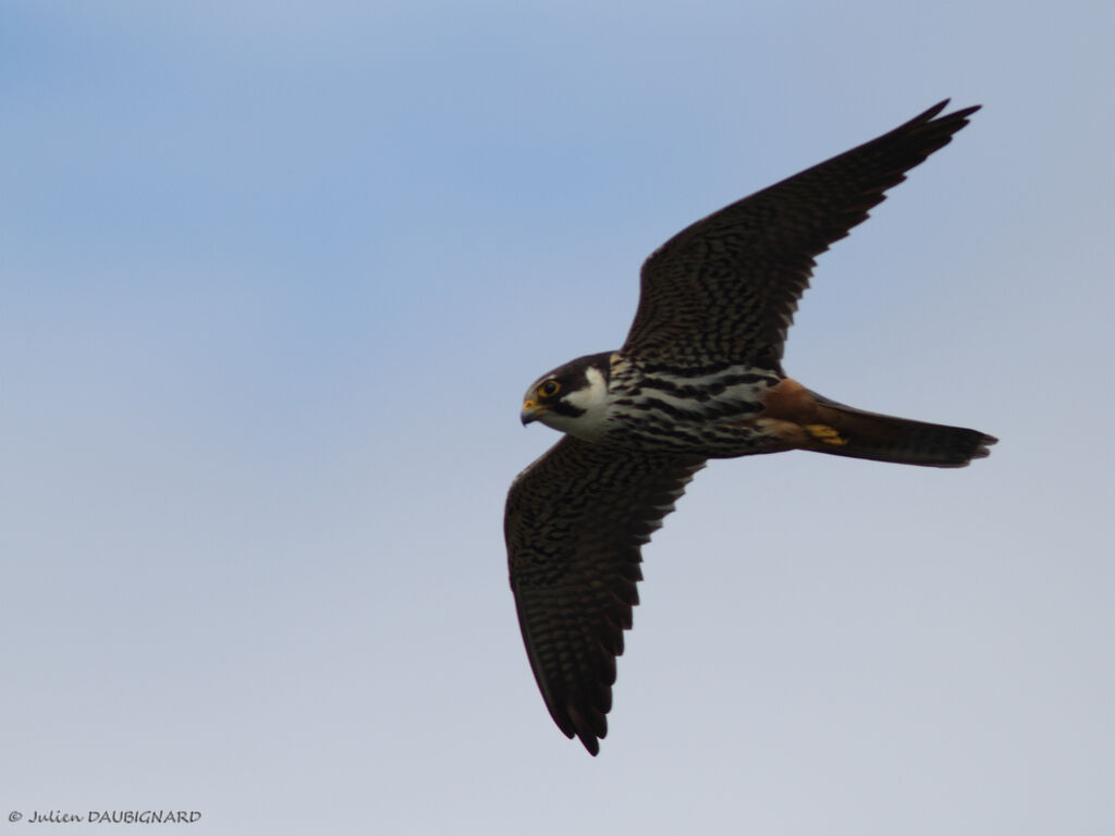 Eurasian Hobbyadult, Flight