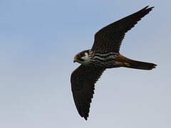 Eurasian Hobby