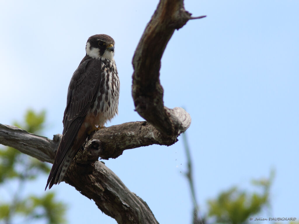 Eurasian Hobbyadult, identification