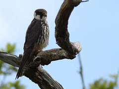 Eurasian Hobby