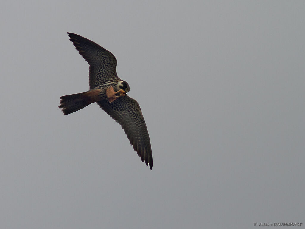 Faucon hobereauadulte, identification, Vol, mange