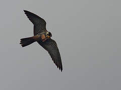 Eurasian Hobby