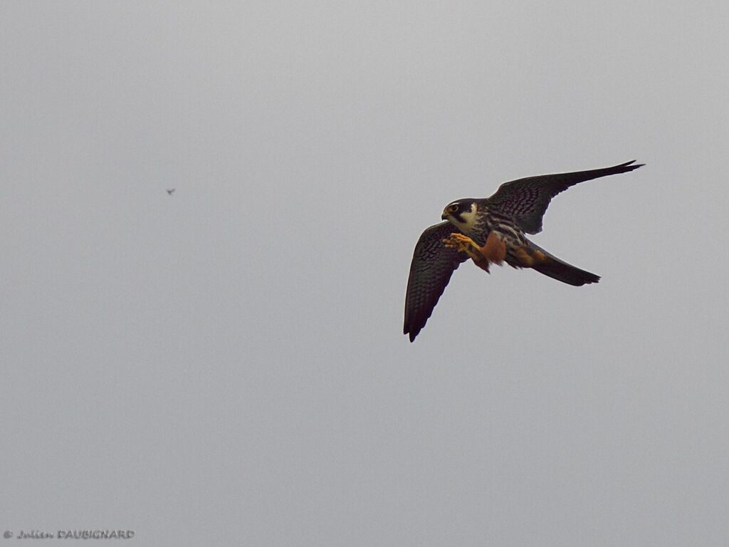 Eurasian Hobbyadult, identification, Flight, fishing/hunting