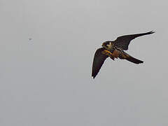 Eurasian Hobby