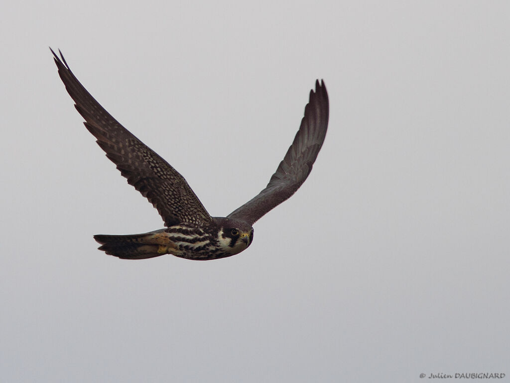 Eurasian Hobbyadult, Flight