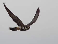 Eurasian Hobby