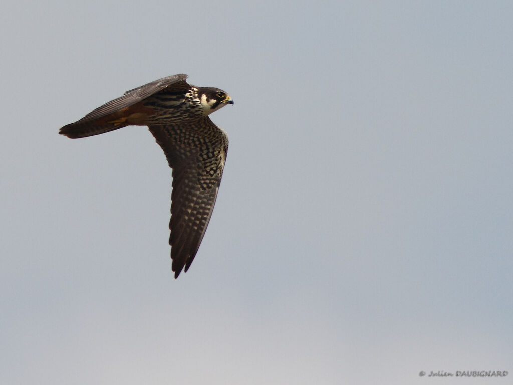 Eurasian Hobbyadult, Flight