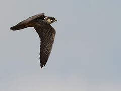 Eurasian Hobby