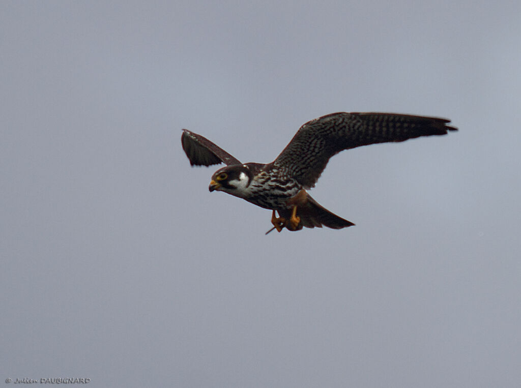 Eurasian Hobby, Flight