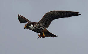 Eurasian Hobby