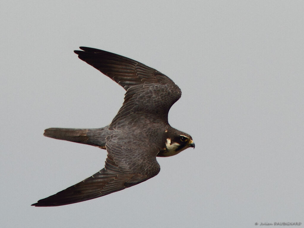 Eurasian Hobbyadult, Flight