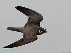 Eurasian Hobby