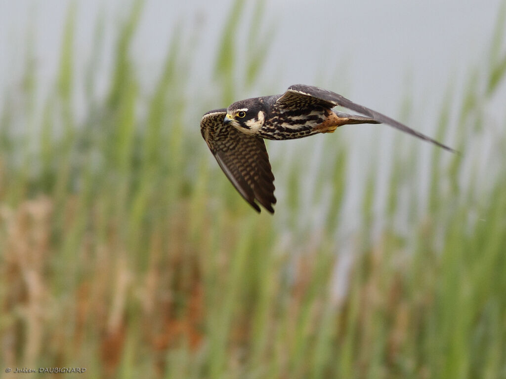 Eurasian Hobbyadult, Flight