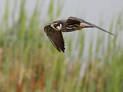 Eurasian Hobby