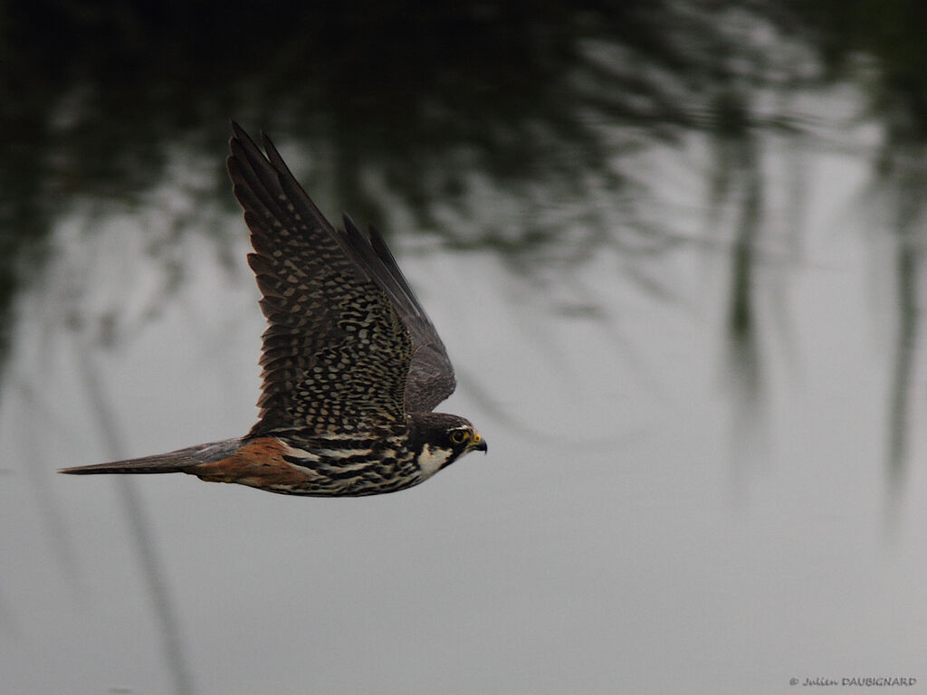 Eurasian Hobbyadult, Flight