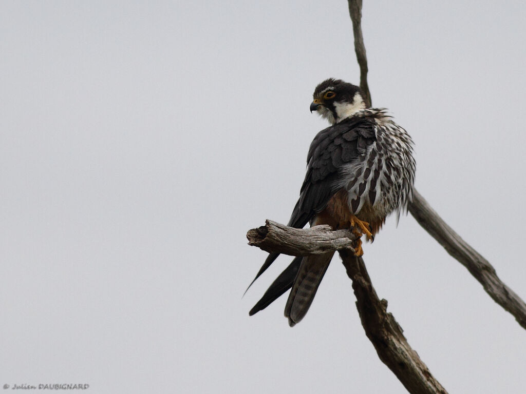 Eurasian Hobbyadult, identification