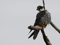 Eurasian Hobby