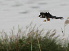 Eurasian Hobby